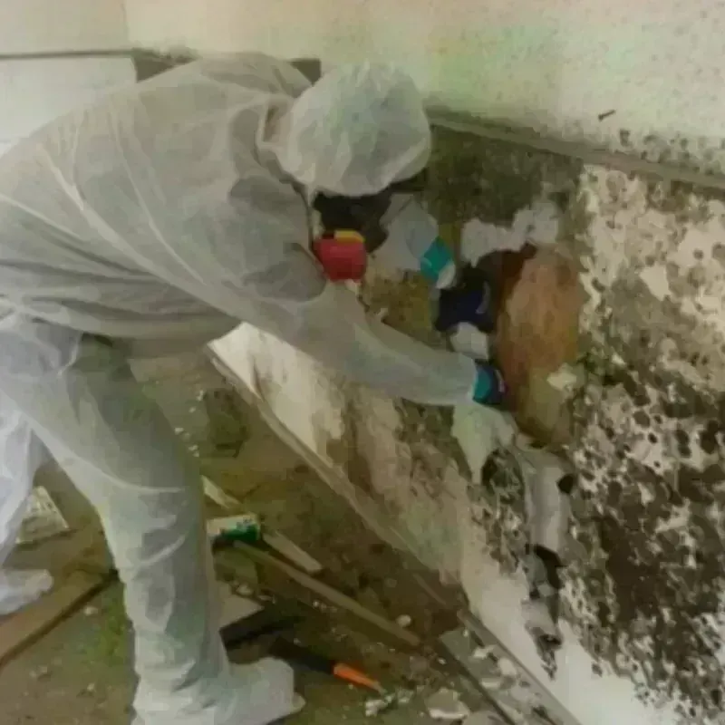 Mold Remediation and Removal in Union County, KY